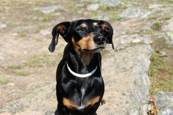 Viajar con Perro a Canadá Modelo