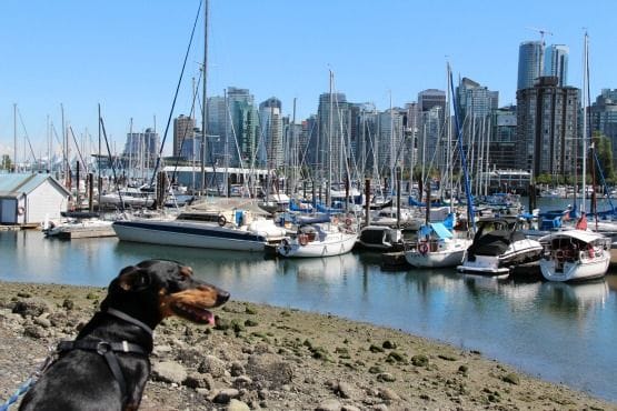 Viajar con Perro a Canadá Parque Stanley