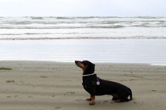 Viajar con Perro a Canadá Tofino