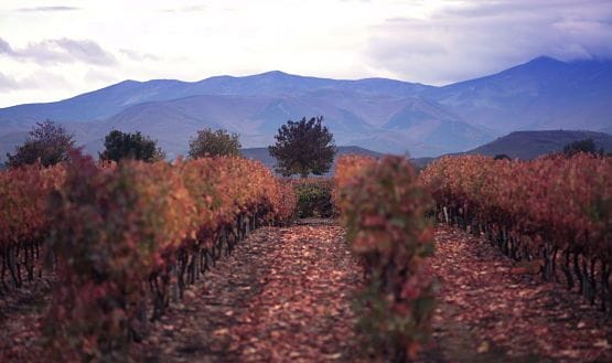enoturismo ribera del duero