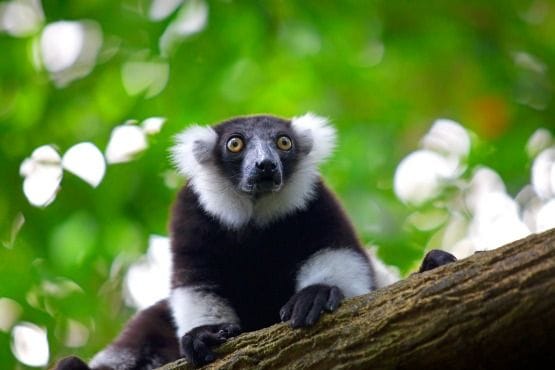 isla de Madagascar