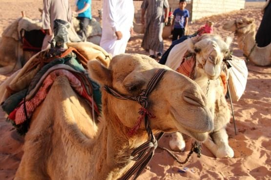 wadi rum jordania