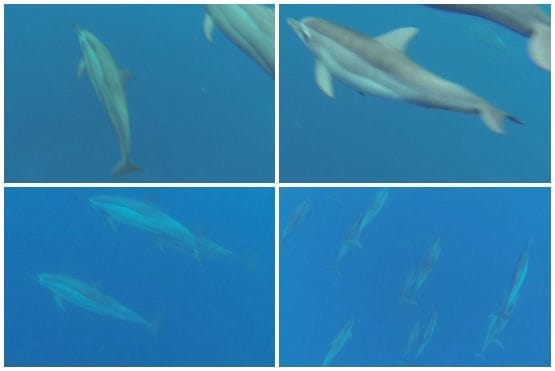 Nadar con delfines en libertad