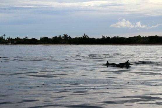 nadar con delfines Mauricio
