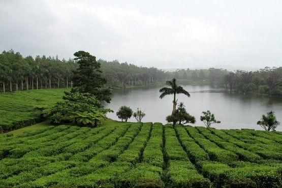 tea road