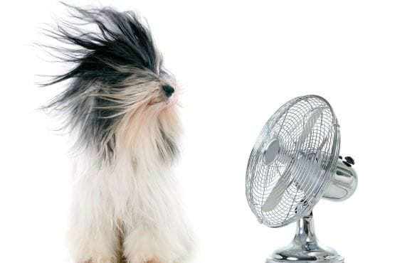 La Salud de tu Mascota en Verano 2015