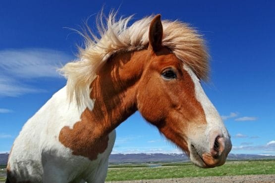 iceland wildlife horses