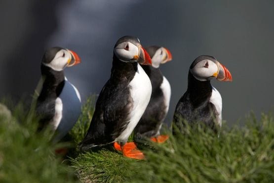 top attractions in iceland