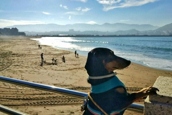 Viajar con perro Bilbao