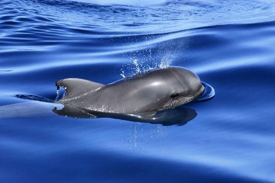 avistamiento ballenas tenerife