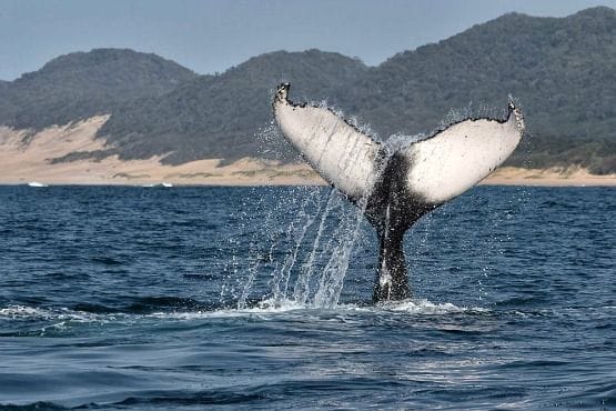 avistamiento de ballenas