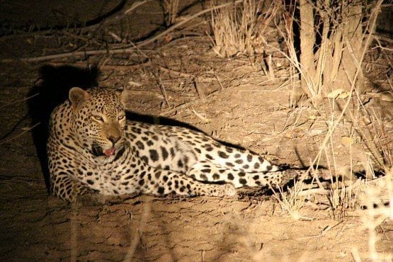 safari nocturno