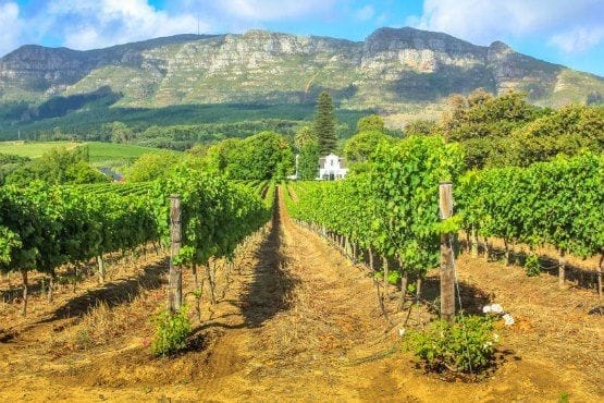 vino sudafricano