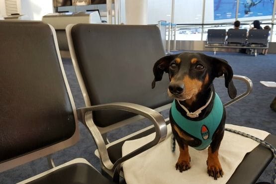 como viajar con un perro en avion
