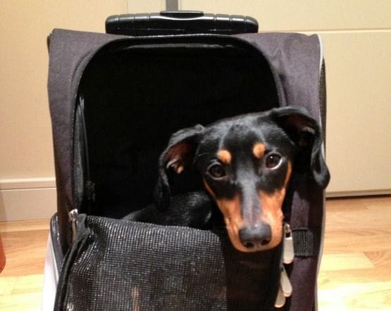 meter al perro en la cabina del avion