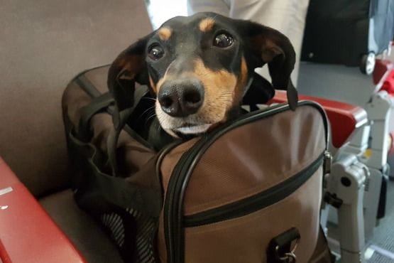 transportin para perro