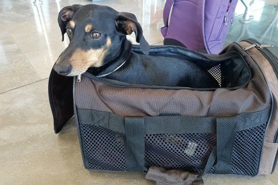 viajar con mascotas en avion