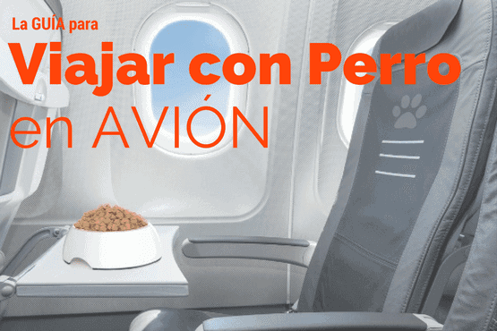 viajar con perro en avión