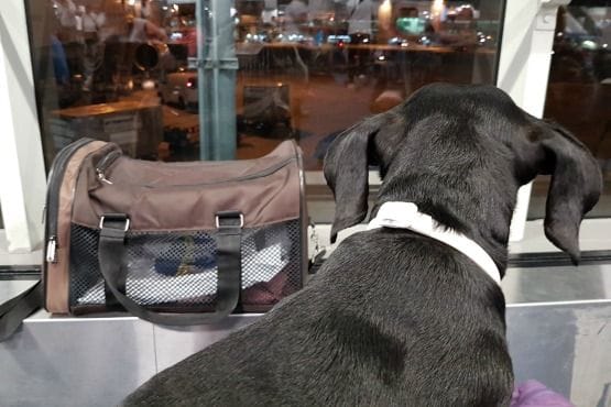 viajar con perro en cabina