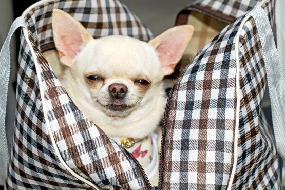viajar con perro en la cabina del avion