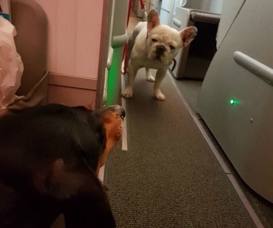 viajar en avion con un perro