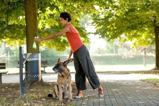 Consejos para viajar con mascotas que debes saber