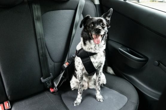 Consejos para viajar con mascotas