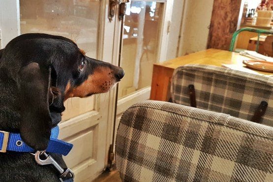 Dónde Comer en Madrid con Perro