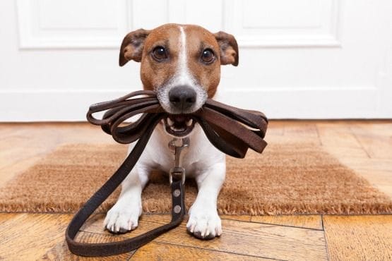 adestramento canino