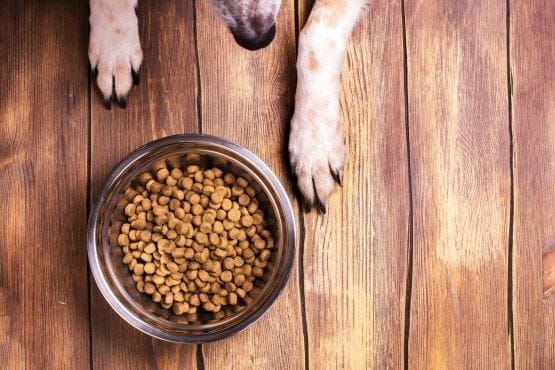 alimentacion de tu perro