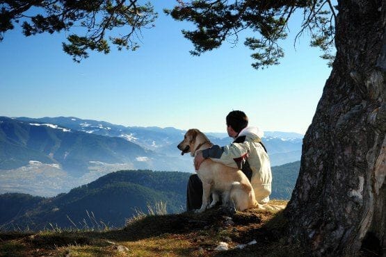 consejos para viajar con tu mascota