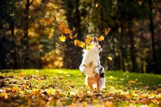 destinos dogfriendly