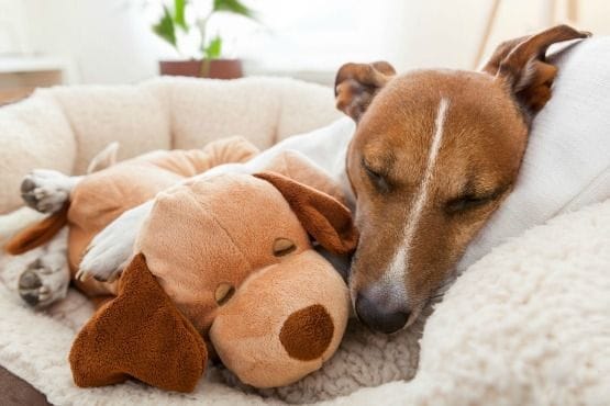 hoteles que admiten mascotas