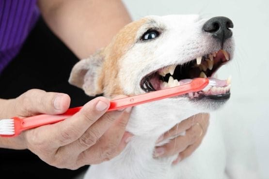 la salud de tu perro