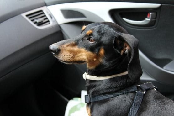 lugares para ir con tu perro