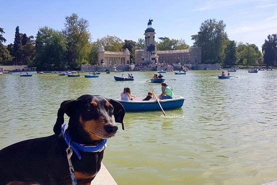 madrid con perro