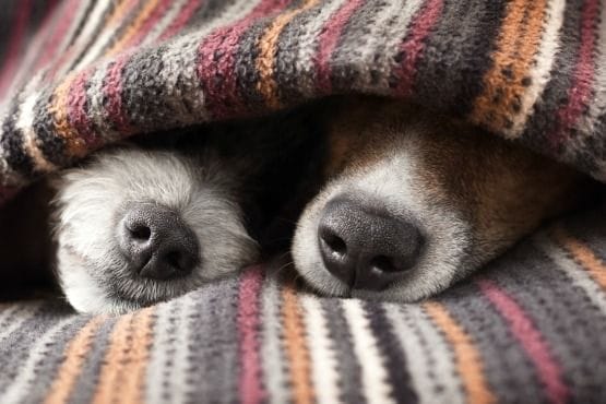 sueño de tu perro