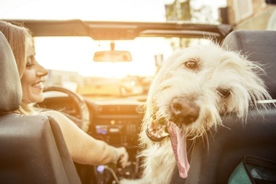 vacaciones con tu mascota