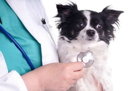veterinario antes de viajar