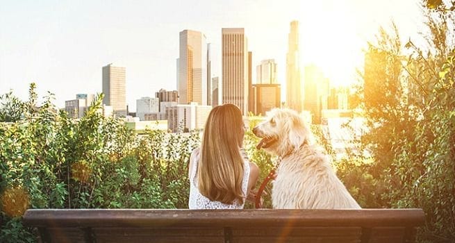 viajar con mascotas