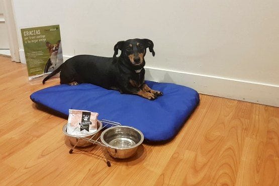 Casual Hoteles Petfriendly