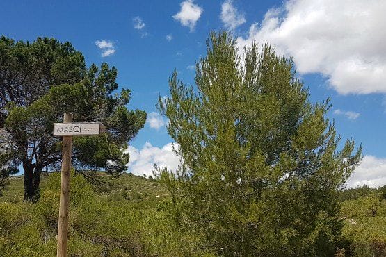 Donde esta MasQi