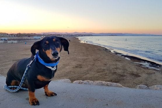 Petfriendly Valencia