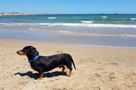 Playas de Valencia admiten perros