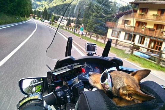 Transporte de animales en moto