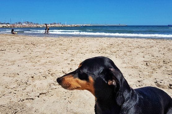 Viajar con Perro Valencia