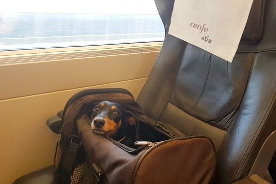 Viajar con perro en tren