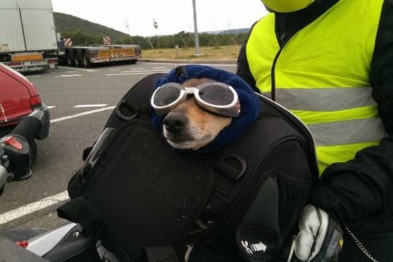 viajar en moto con tu mascota