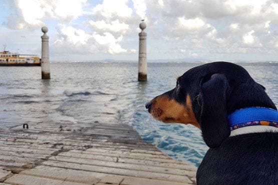 Viajar con perro a Portugal