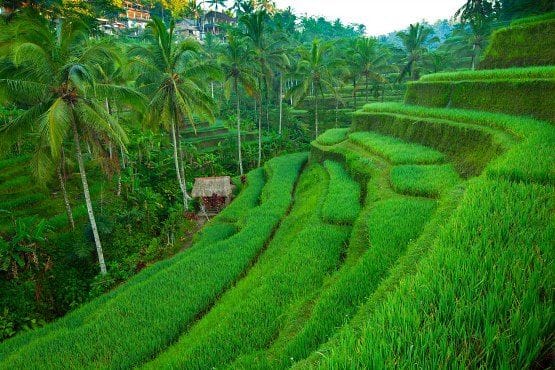 seminyak bali things to do